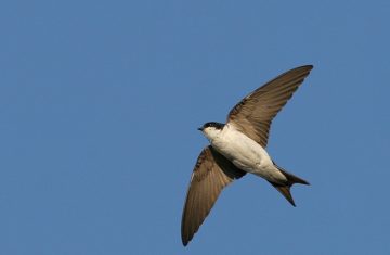 Sortie sur le thème des Hirondelles et des Martinets