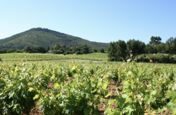 La Zone Agricole Protégée (ZAP)