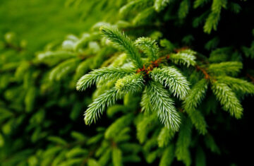 Recyclez vos sapins de Noël !