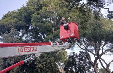 Traitement des nids de chenilles processionnaires