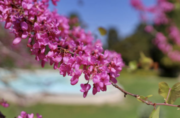 Le Pradet Mag&rsquo; – Printemps 2026